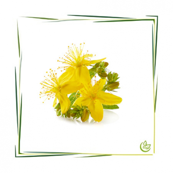 Johanniskraut Extrakt CO2 500 g